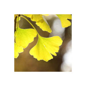 Ginkgo